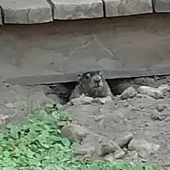 Meet your Posher, Shelly - Picture 2 of 4